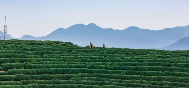 Longjing (Dragon Well)